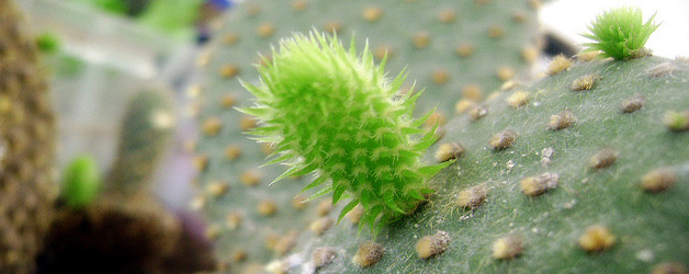 cactus