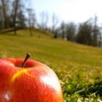 Steve Jobs nos demostró que la tecnología nos puede hacer más humanos La clave de Apple y de todas las empresas que infieren arte en su producto: "si es difícil de nombrar por tus usuarios, será prácticamente imposible de copiar por tus competidores".